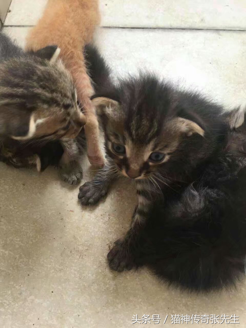 怎么人工喂小猫崽,如何人工喂猫