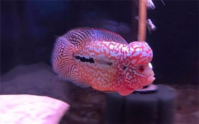 罗汉是不是不会死,罗汉真的很可怕吗