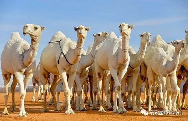 迪拜土豪城市环境非常好,阿布扎比与迪拜哪个更土豪