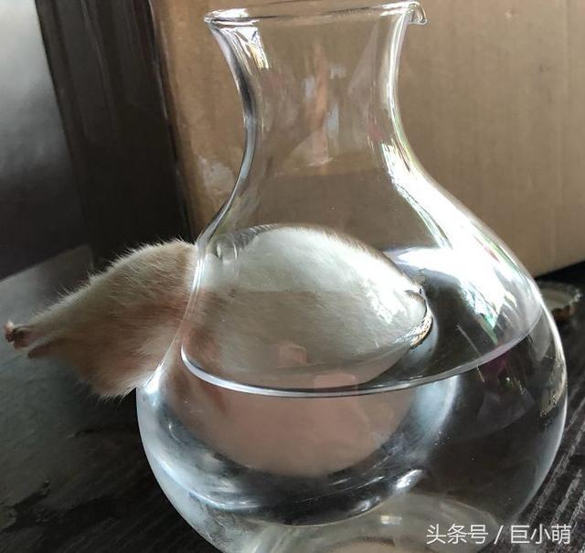 妹子给仓鼠网购玩具,收货以后却哭笑不得,大小不适合到底得怪谁