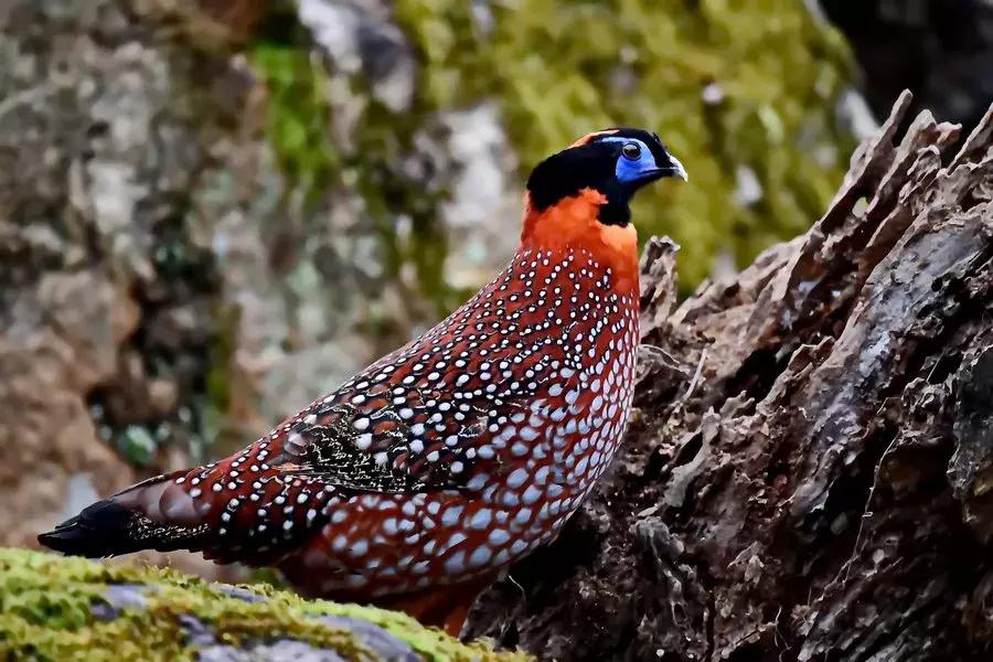 西安出发秦岭最美秋景自驾环线游,西安出发一小时深藏秦岭山水秘境
