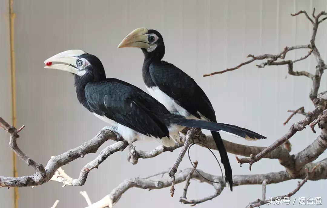 烟台十一景区免费游玩,十一假期旅游推荐烟台游乐场