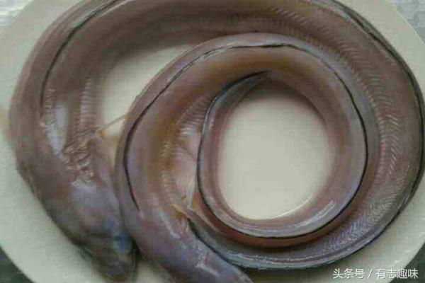 温州黄鳝怎么腌制不会有腥味,黄鳝如何去除膻味