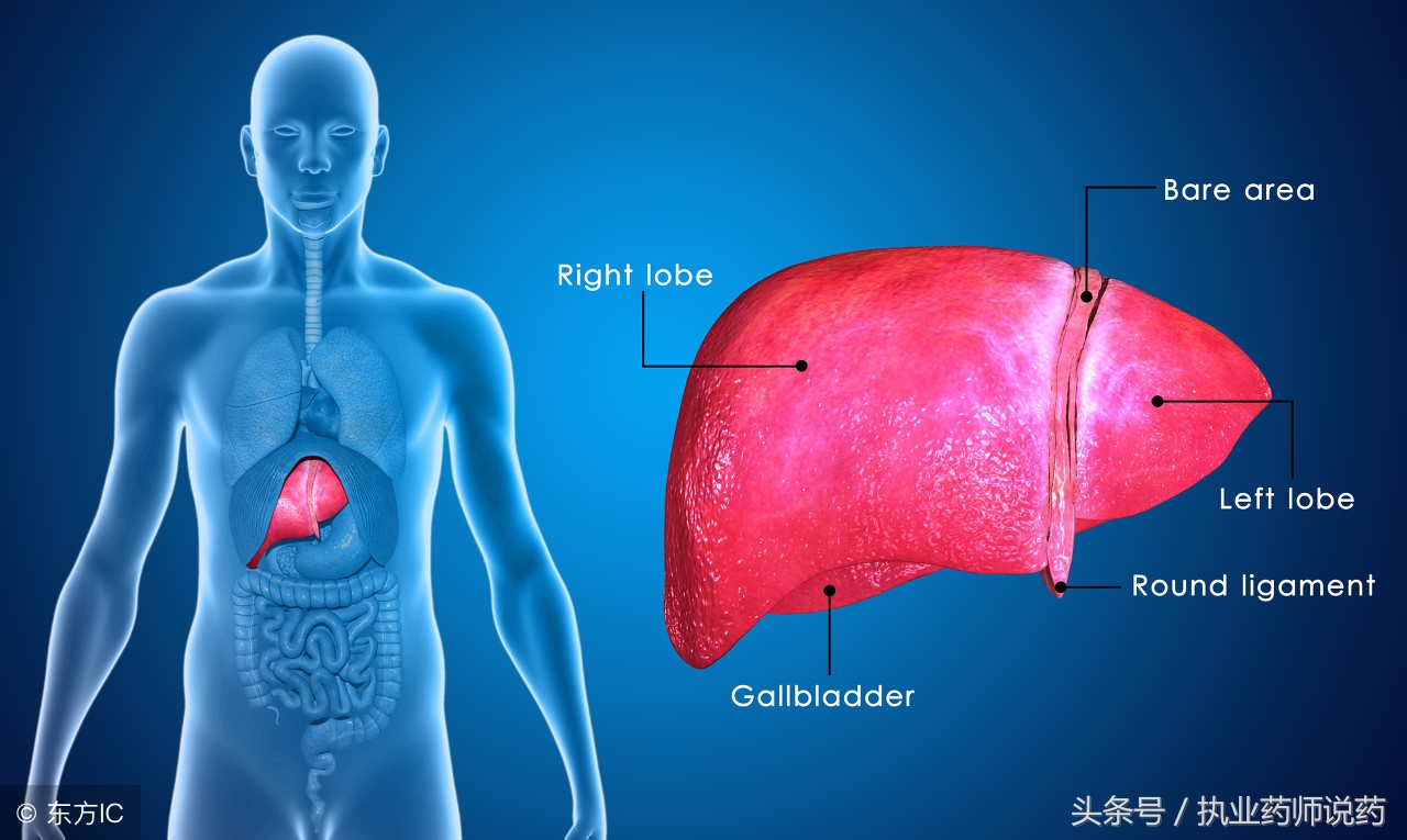 脂肪肝中药怎么治疗好得快,人工肝治疗脂肪肝的最佳方法