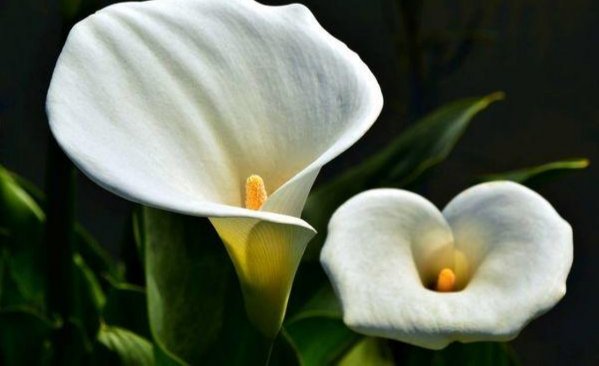 马蹄莲怎么养护才能开花呢,马蹄莲要怎么养才开花