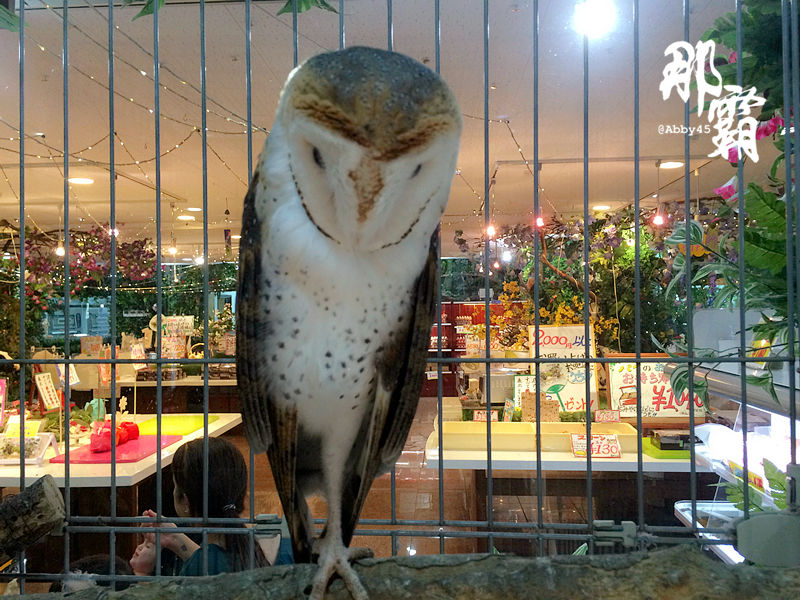 神奇了，在日本那霸这个有名的店你去买鸡蛋，却逛了个真动物园
