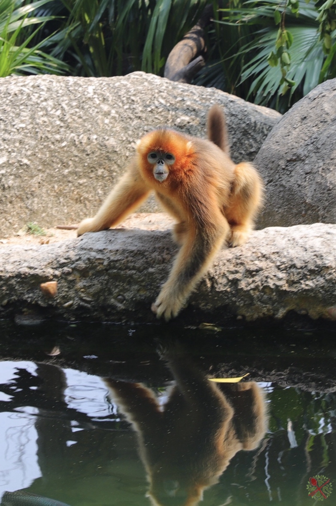 广州长隆四个乐园攻略,国庆长隆二日游