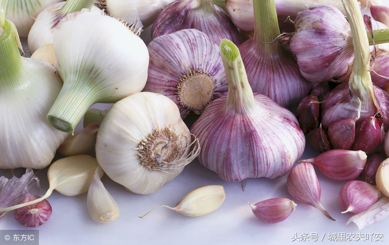 城里农夫酵素养鸡视频,土鸡养殖技术大蒜养鸡