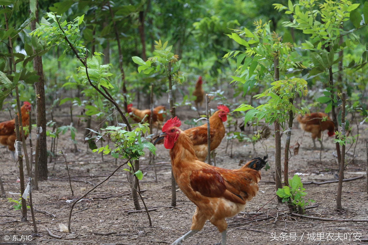 城里农夫酵素养鸡视频,土鸡养殖技术大蒜养鸡