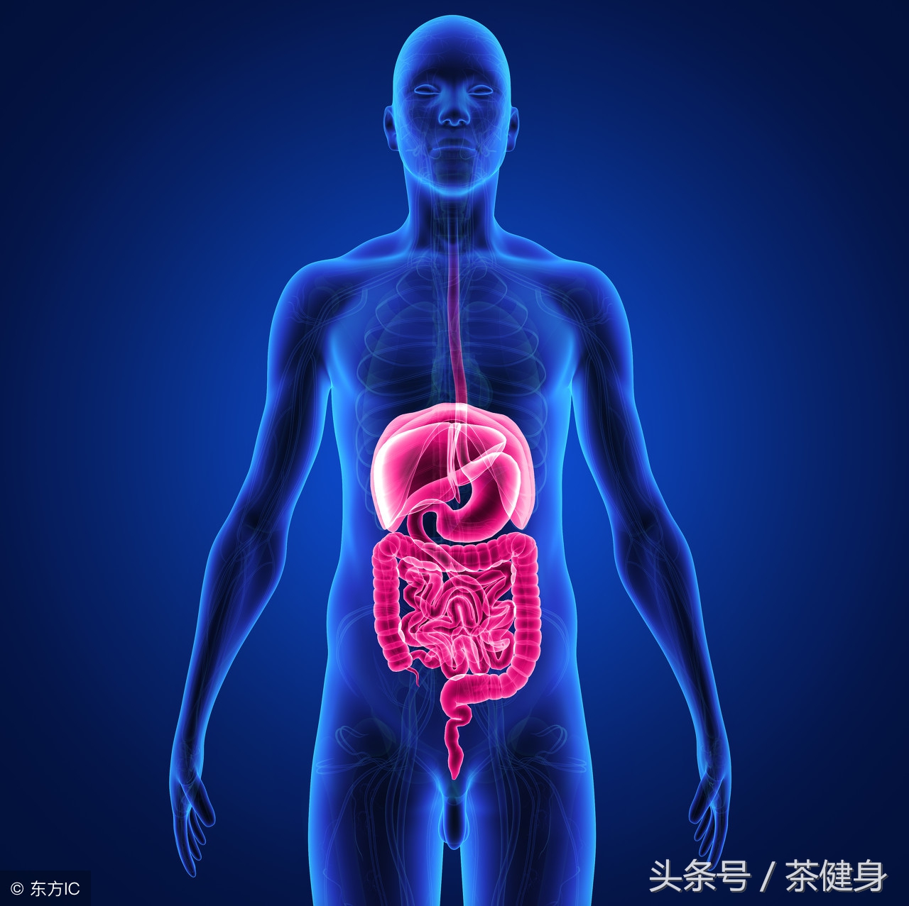 秋季必吃7大最佳养生蔬菜,十大营养蔬菜排名图片