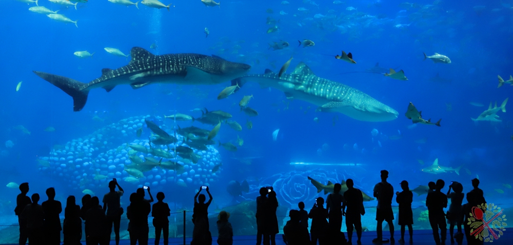 珠海长隆海洋王国企鹅三天两晚,珠海长隆海洋王国企鹅北极熊