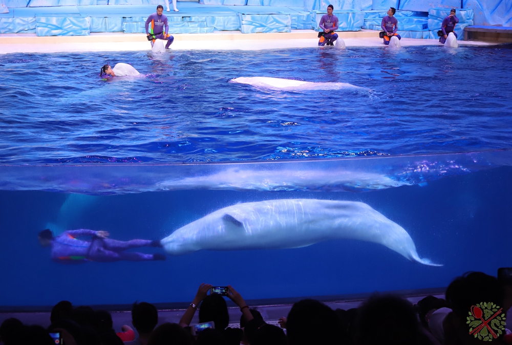 珠海长隆海洋王国企鹅馆北极熊馆,珠海长隆企鹅海洋王国攻略