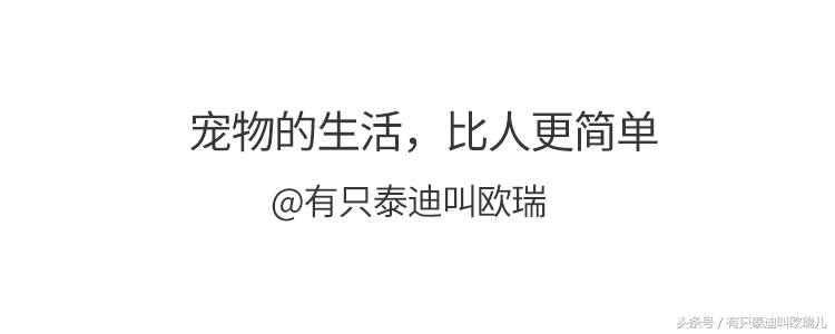 狗狗被关在笼子里咬笼子,狗狗一直被关在小小的笼子里