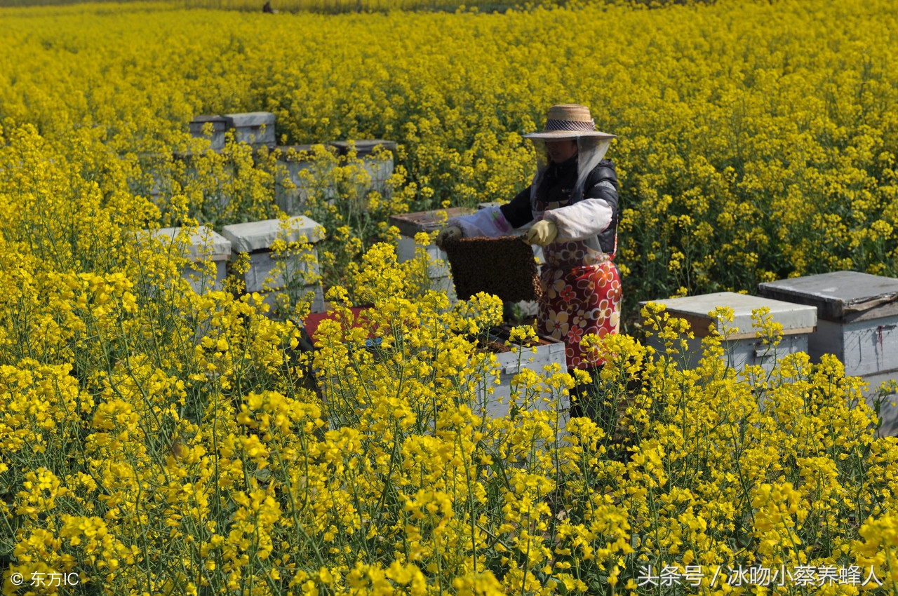 如何才能把蜂养多养强,蜜源少的地方怎么养好中蜂