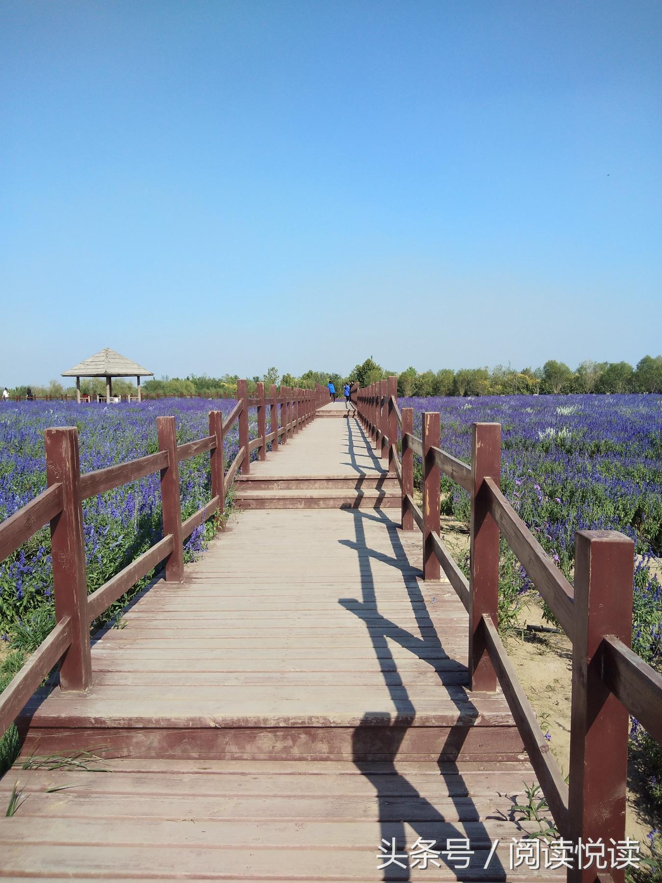 夏天的安国药博园,五一安国药都药博园