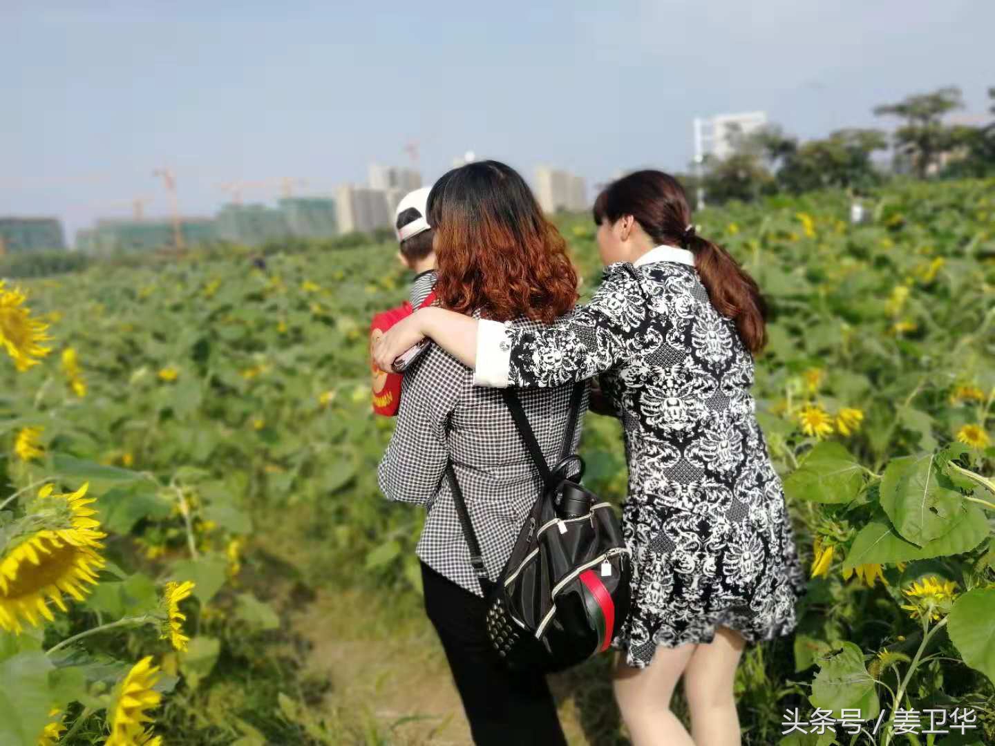 向日葵又名朝阳花，是俄罗斯、乌克兰、葡萄牙等国家的国花