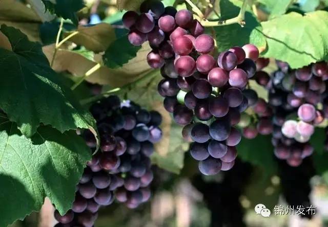 习*平近**来辽宁考察买了两样锦州特产！其实咱大锦州还有这些特色产品~