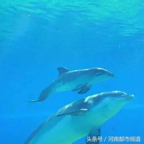 把别人骗得团团转,把一个人骗得团团转