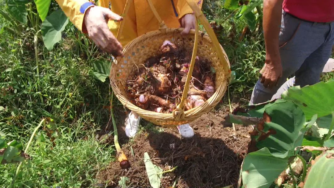 青田旅游必去十大景点,青田旅游攻略必去的景点