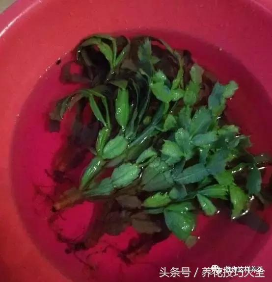 蟹爪兰长得好好的就断了怎么回事,蟹爪兰花蔫了怎么补救