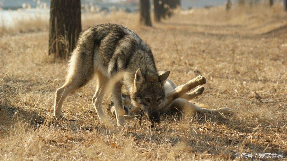 全世界上最贵的几条狗多少钱,世界上最贵的几只狗前三名