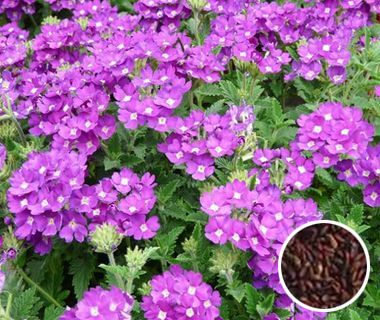 去痰化湿小食疗方法,化湿祛痰消滞