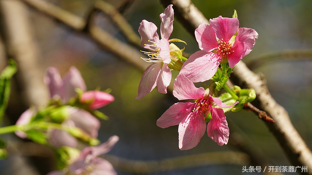 白云山樱花开了吗,白云山樱花盛开