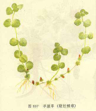 鞭打绣球中药别名,鞭打绣球怎么入药