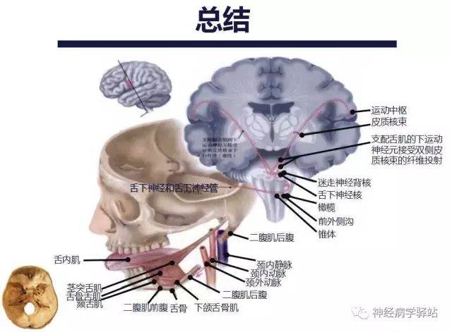 舌下神经和舌咽神经的解剖图,颊神经舌神经解剖图