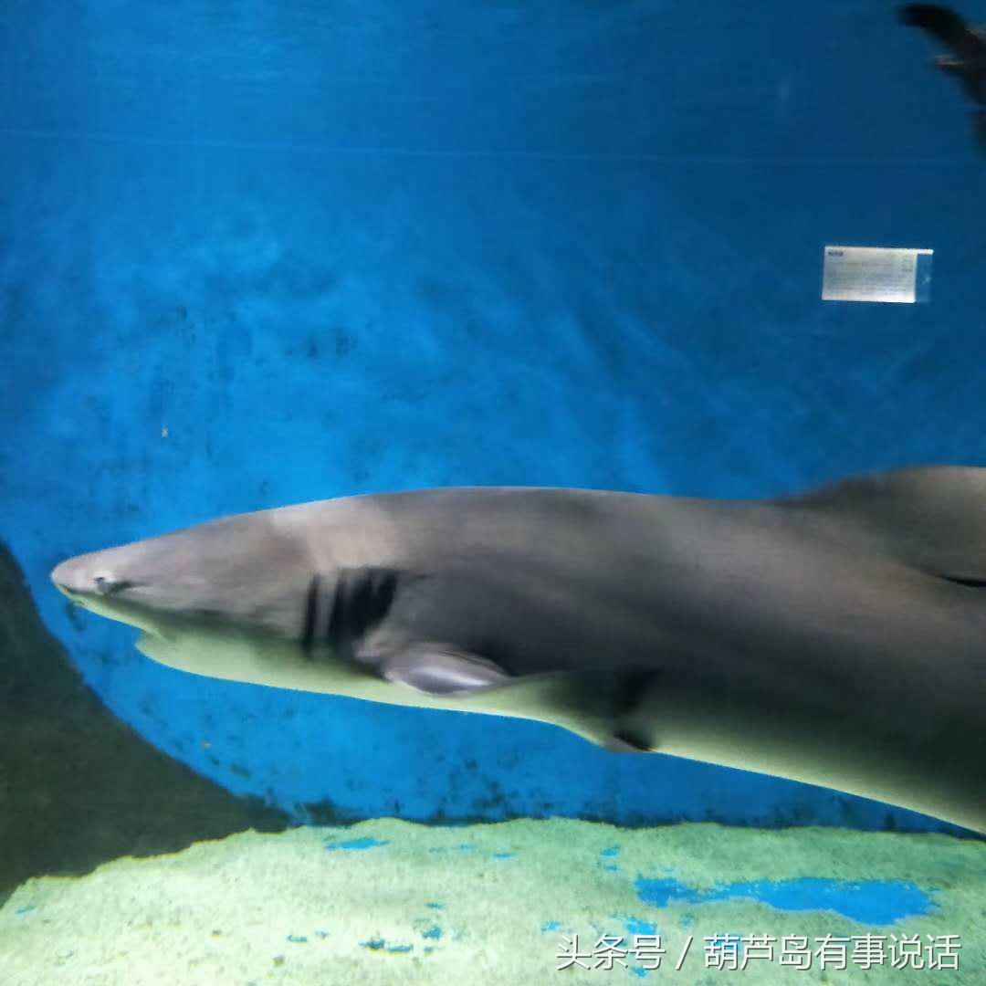 秦皇岛新澳海底世界下午两点去,秦皇岛海洋海底世界