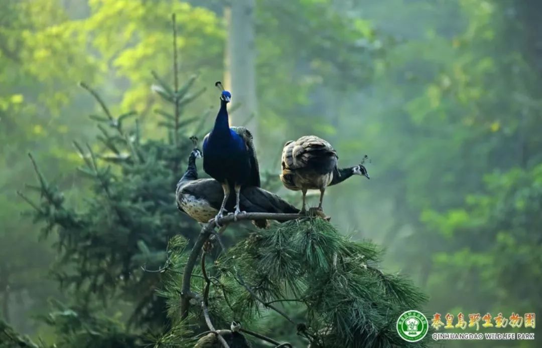 秦皇岛最值得去的旅游景点有哪些,秦皇岛值得玩的地方秋天