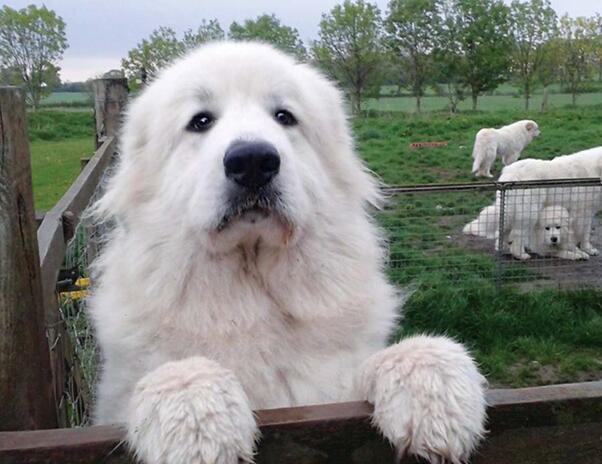 你的大软棉花糖上线了！巨型比利牛斯犬了解一下