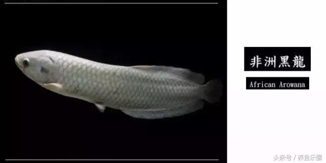 龙鱼的几个品种介绍图,各个品种的龙鱼图片