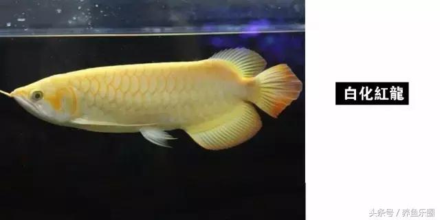 龙鱼品种大全图解,龙鱼到底是什么品种的鱼