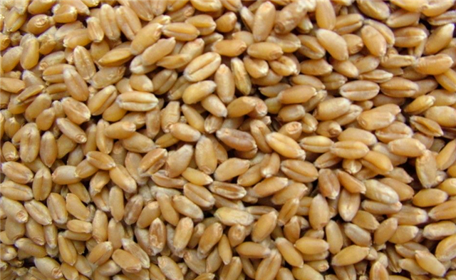 蜂蜜钓鲫鱼的正确方法,钓鲫鱼最佳诱饵是什么