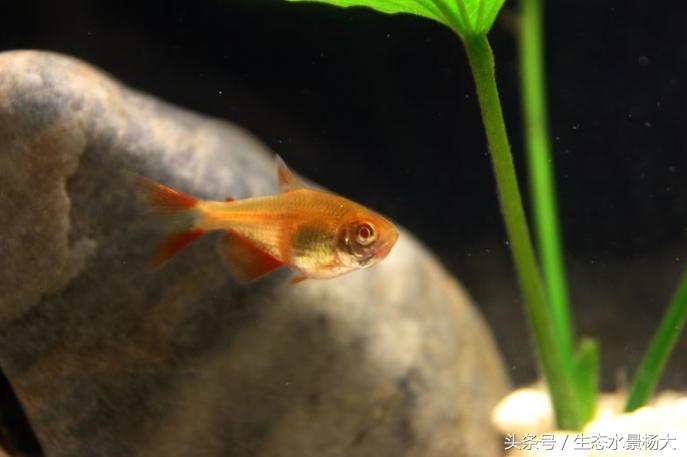 青苔鱼缸适合养什么观赏鱼,鲟龙鱼观赏鱼怎么养在鱼缸