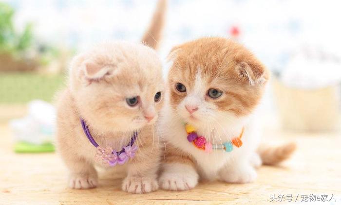 为什么给狗狗做体外驱虫,为什么给狗狗驱虫了还是频繁挠痒