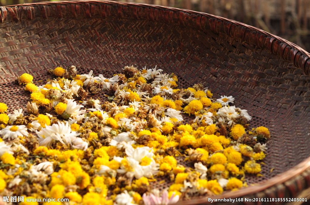中药材野菊花最新行情,中药材野菊花能做枕头
