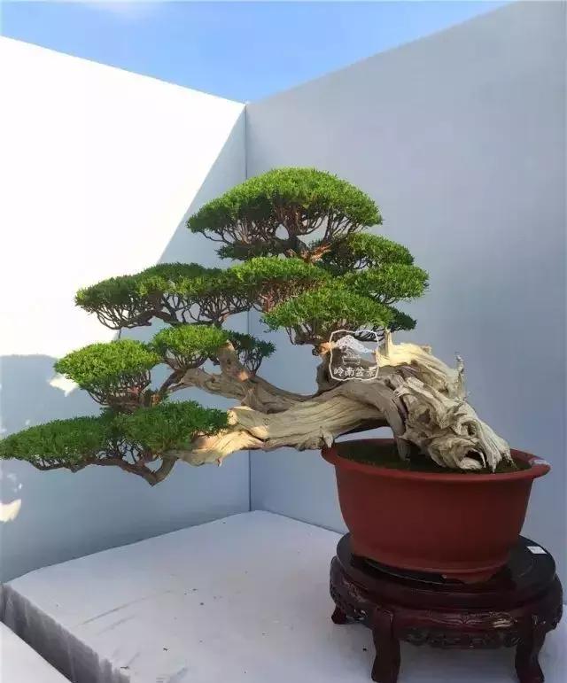 百看不厌的盆景欣赏,盆景欣赏难得一见的绝美盆景艺术