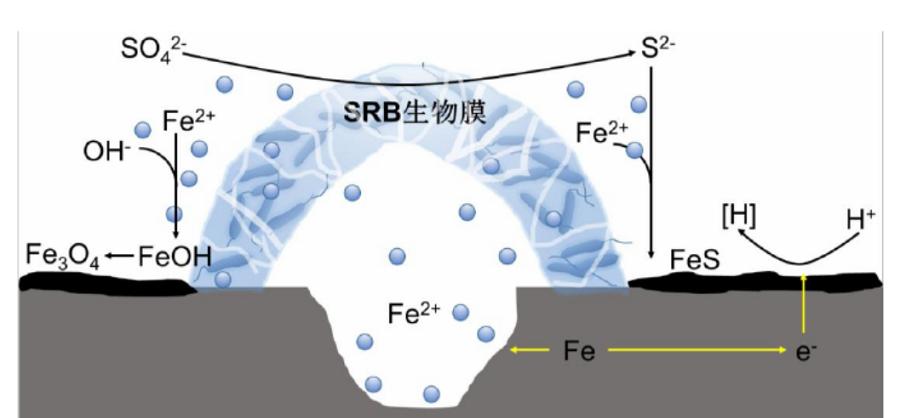 举足轻重的小生命和“生锈”的联系，微生物如何吃掉金属