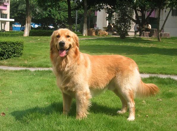 西安禁止养34种犬包括金毛吗,金毛为什么禁止养藏獒