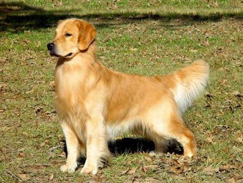 西安禁止养34种犬包括金毛吗,金毛为什么禁止养藏獒