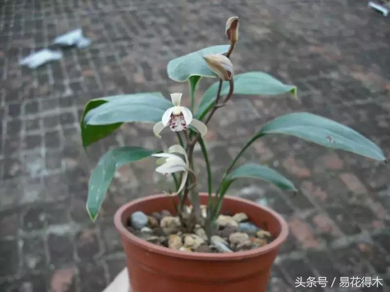 兔耳兰珍稀品种花,什么兰花叶子是兔耳兰