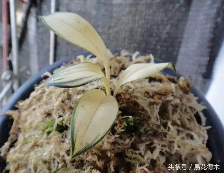 兔耳兰珍稀品种花,什么兰花叶子是兔耳兰