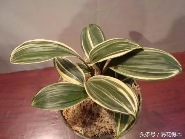 兔耳兰珍稀品种花,什么兰花叶子是兔耳兰