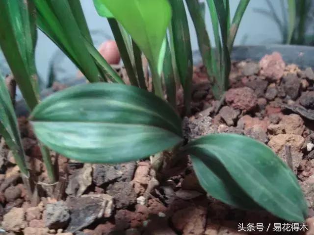 兔耳兰珍稀品种花,什么兰花叶子是兔耳兰
