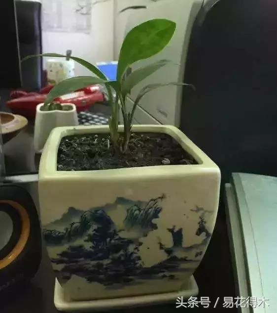 什么兰花叶子是兔耳兰,最值得推荐的寒兰兰花品种