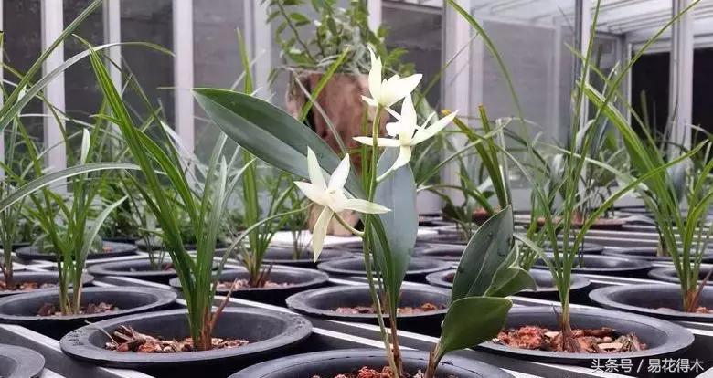 什么兰花叶子是兔耳兰,最值得推荐的寒兰兰花品种