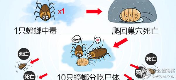 去除蟑螂等害虫的小妙招,小强虫子出现后怎样消灭
