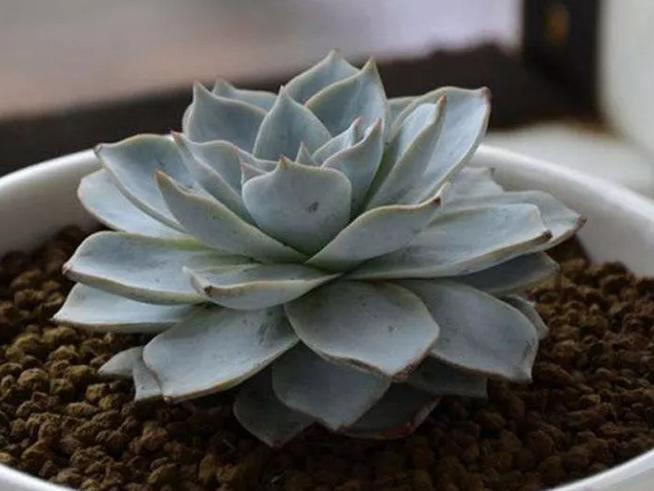 花儿生虫了用什么杀虫好,花儿生虫怎么办打什么药